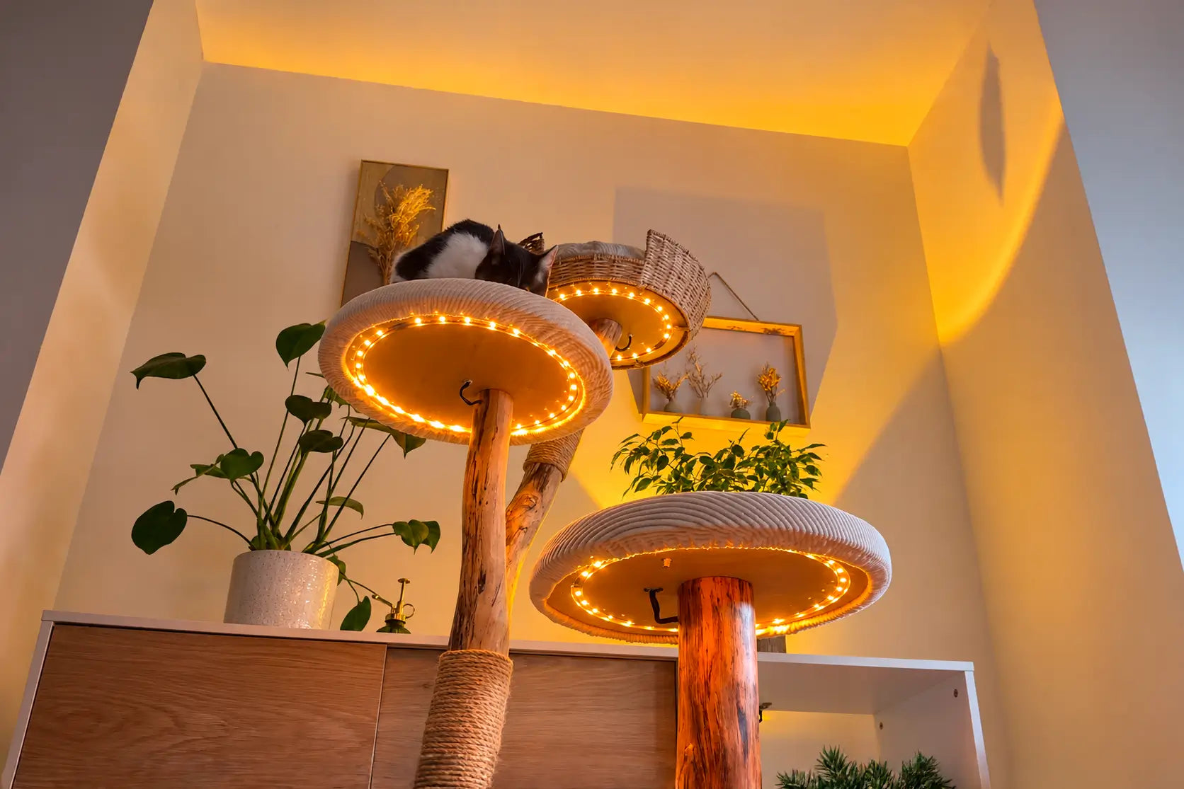 Arbre à chat lumineux le soir, anneaux allumés, un chat endormi dans le panier